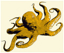 Octopus Photography